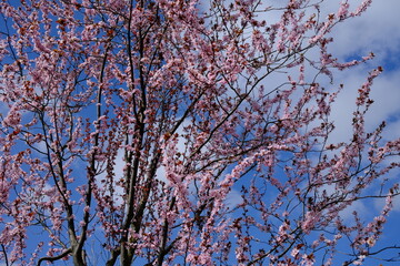 Rose Blüten an einem Strauch. Hintergrund blauer Himmel