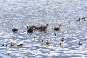 seals and ducks relaxing in a wildlife sanctuary on Vigur island in Iceland in the summer season