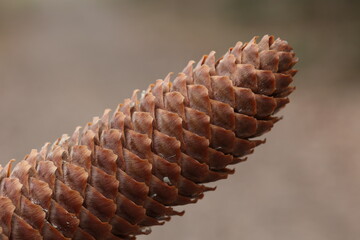 Close up of a spruce cone on a blurred background