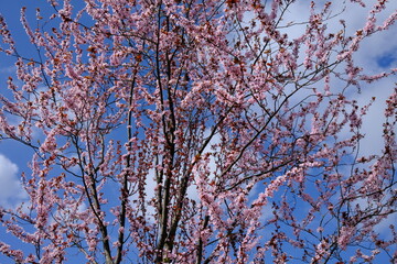 Rose Blüten an einem Strauch