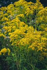 A field of yellow Goldenrod flowers with bees 
