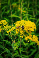 Bees on yellow flowers ( Goldenrod ) in the garden