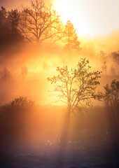Fototapeta na wymiar A beautiful misty morning in the river valley. A springtime sunrise with fog at the banks of the river over trees. Spring landscape in Northern Europe with mist and trees.