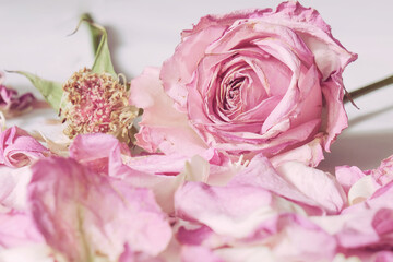 A dried, but very delicate and beautiful pink rose. Dry petals. The idea is a dry, old flower, it carries with it kind, tender memories of a past time, of a memorable event. Nothing is eternal