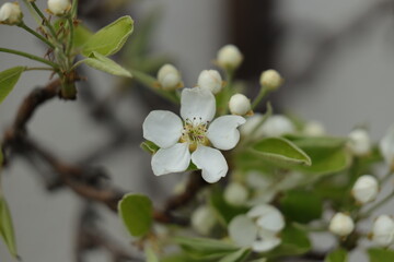 Bunde Frühlingsblüten