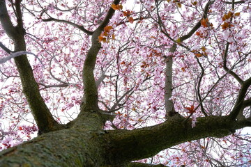 tree in spring