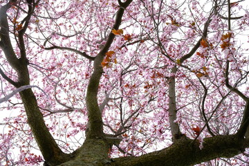 Rosa Blüten Baumkronen