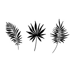 Tropical leaves. Trendy design element. palms leaves on a white background