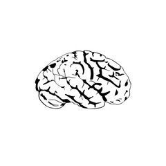 art illustration of the human brain