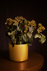 Dormant hydrangea in golden pot. Delicate lighting makes it look a bit like still life painting