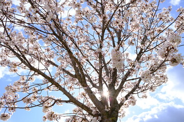 Frühling und blauer Himmel. Baumkronen mit Blüten