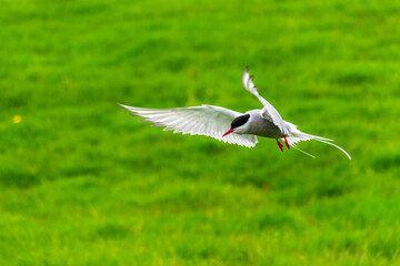 arctic tern flying over the nest during summer season in Iceland