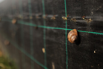 Snail farm. Industrial cultivation of edible mollusks of the species Helix aspersa muller or Cornu...