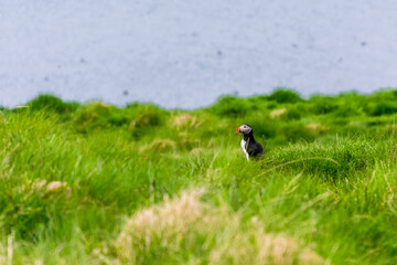 puffins on the water edge nesting during summer season in Iceland
