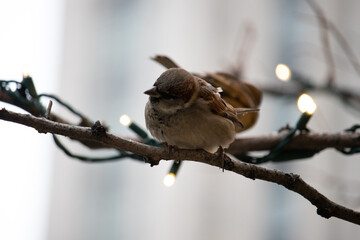 sparrow on branch
