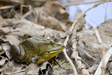 Grenouille / Ouaouaron