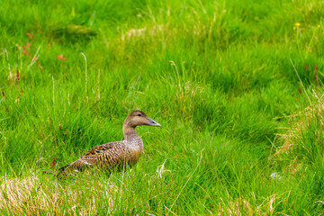 duck hidden in the tundra grass incubating during summer season in Iceland