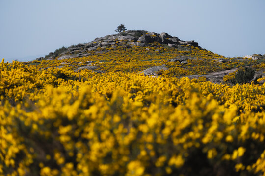 &aacute;rvore no cimo da colina na serra com tojo