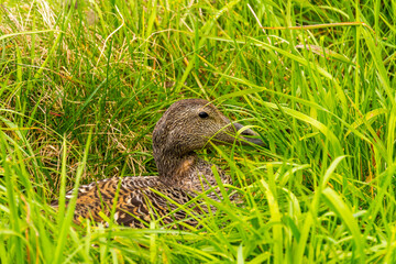 duck hidden in the tundra grass incubating during summer season in Iceland