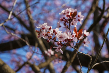 Cherry plum blossoms in the spring