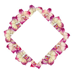 Frame of orchid flowers isolated on white. Watercolor illistration.