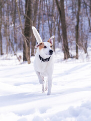 dog outdoors in winter in the forest on a sunny day
