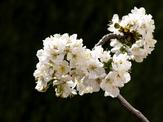 cherry blossom on the branch and clear sky