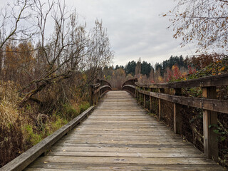 walking bridge in swampy wetlands after a light rainfall in summer