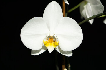 Naklejka na ściany i meble White Orchid on a dark background. A blooming flower