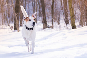 dog outdoors in winter in the forest on a sunny day
