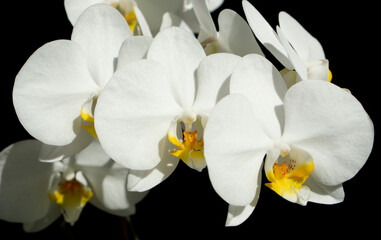 Naklejka na ściany i meble Branch of a blossoming white orchid on isolated black background. Banner. Selective focus. close-up.