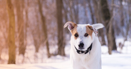 dog outdoors in winter in the forest on a sunny day