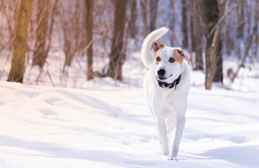 Dog in winter on a sunny day with the owner
