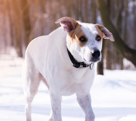 Dog in winter on a sunny day with the owner