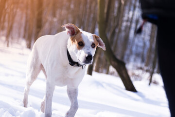 
dog outdoors in winter in the forest on a sunny day