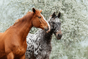 Fototapeta na wymiar Two lovely horses standing together in summer. Knabstrupper and trakehner breed horses.