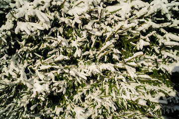 Winter day outside the city. Green trees spruce branches in the snow. Sunny day in cold weather. A lot of snow on the street.