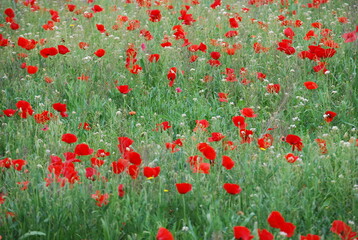 Obraz premium Red Poppy Field in Spring