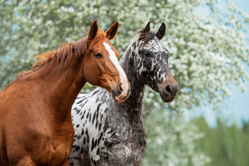 Two horses standing together in summer. Knabstrupper and trakehner breed horses.