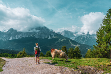 Backpacker and llamas on hiking trails in the Dolomites, Italy.