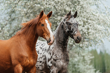 Naklejka na ściany i meble Two horses standing together in summer. Knabstrupper and trakehner breed horses.