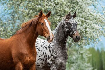 Two horses standing together in summer. Knabstrupper and trakehner breed horses.