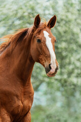 Fototapeta na wymiar Trakehner breed horse in summer