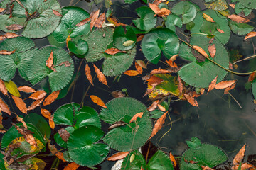 Lily pads floating in the pond. Water lily leaves. Beautiful green background.