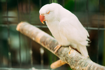 Sleeping Rose-ringed Parakeet Also Known As The Ring-necked Parakeet In Zoo. Wild Bird In Cage