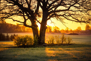 A beautiful sunrise behind the large oak trees in spring. Bare tree silhouette with sun shining through. Springtime scenery of Northern Europe.