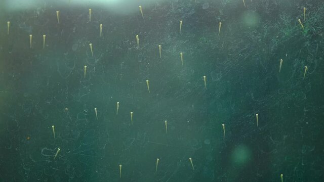 水槽に張り付く生まれたばかりの金魚の幼魚