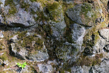 Weathered basalt boulder rock wall in gray black anthracite colors covered with moss and lichen, overgrown with moss, grouted with cement, grout. Texture without vignetting