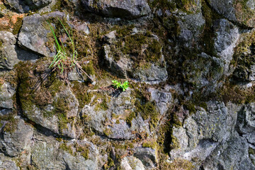 Weathered basalt boulder rock wall in gray black anthracite colors covered with moss and lichen, overgrown with moss, grouted with cement, grout. Texture without vignetting