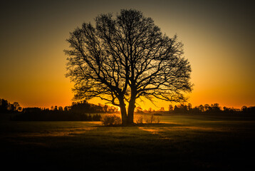 Fototapeta na wymiar A beautiful sunrise behind the large oak trees in spring. Bare tree silhouette with sun shining through. Springtime scenery of Northern Europe.